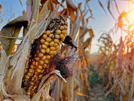 Rotting Close-up yellow ripe corn on stalks for harvest in agricultural cultivated fieldの写真素材