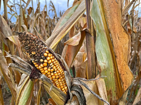 Rotting Close-up yellow ripe corn on stalks for harvest in agricultural cultivated field