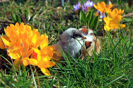 Green-legged Partridge Dominant And Blue Chicks in the garden with crocuses.の写真素材