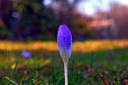 A flower in the spring gardenの写真素材