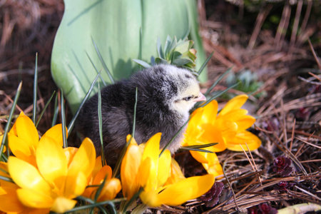 Rosa V chick in the spring garden with crocuses.の写真素材