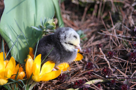 Rosa V chick in the spring garden with crocuses.の写真素材
