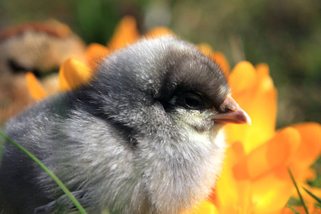 Dominant Blue Chick portraitの写真素材