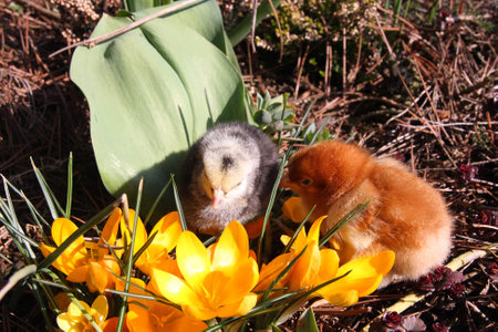 Rosa V and Messa Chicks in the garden with crocuses.の写真素材