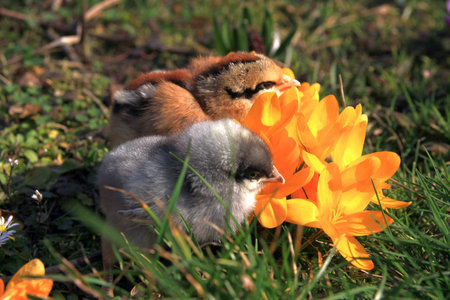 Green-legged Partridge And Dominant Blue Chicks in the garden with crocuses.の写真素材