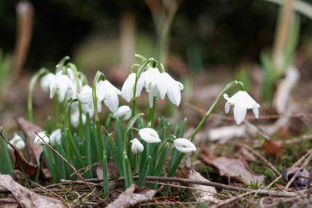 Snowdrops in a spring gardenの写真素材