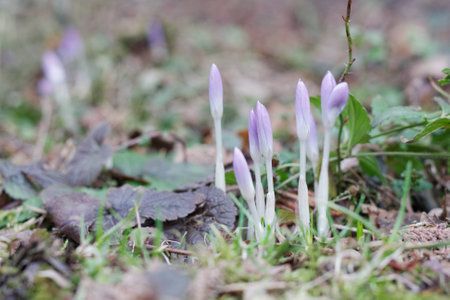 First crocuses in the spring garden waiting for sun to bloomの写真素材