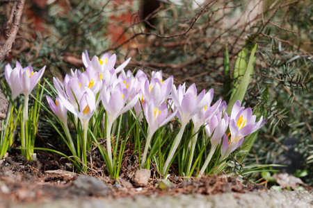 Crocuses in the spring gardenの写真素材