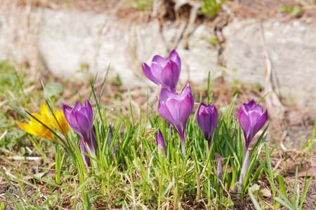 Crocuses in the spring garden