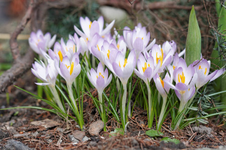 Crocuses in the spring gardenの写真素材