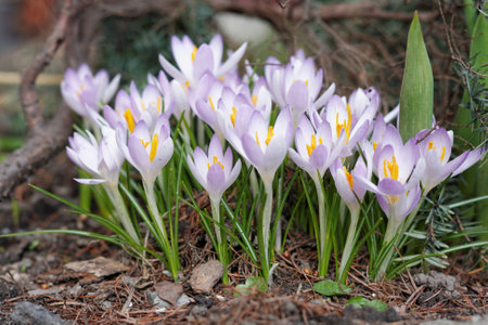 Crocuses in the spring gardenの写真素材