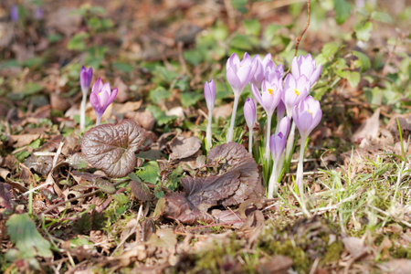Crocuses in the spring gardenの写真素材