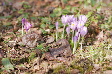 Crocuses in the spring gardenの写真素材