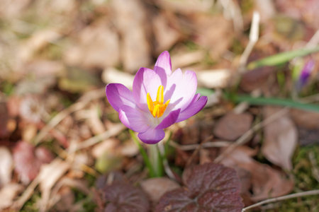 Crocuses in the spring gardenの写真素材
