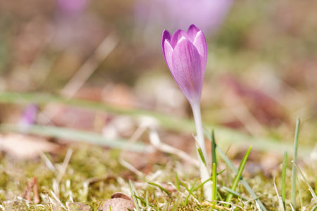 Crocuses in the spring gardenの写真素材