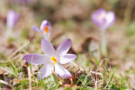 Crocuses in the spring gardenの写真素材