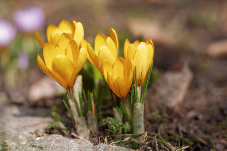 Crocuses in the spring gardenの写真素材