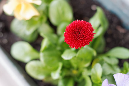 Red daisy flower, bellisの写真素材
