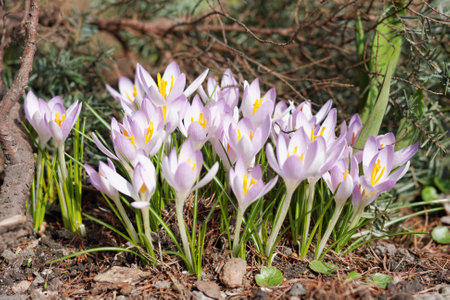 Crocuses in the spring gardenの写真素材