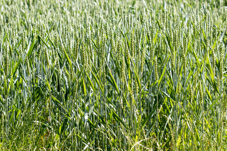 Young green wheat on the fieldの写真素材