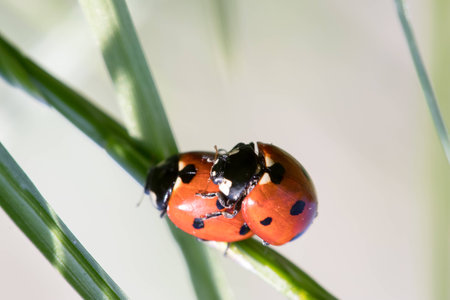 Two ladybirds together on a leafの写真素材