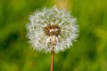 The common dandelion in the fieldの写真素材