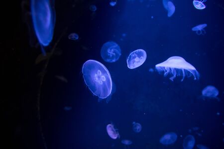 Medusas in a partially shaded aquariumの写真素材