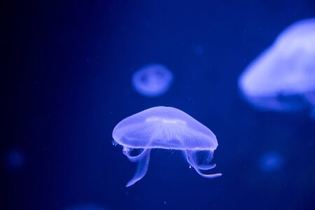 Medusas in a partially shaded aquariumの写真素材