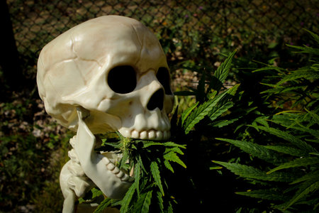 Skeleton eating a fresh organic marijuana budの写真素材