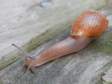 on the goの写真素材