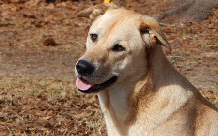 Happy Doggie