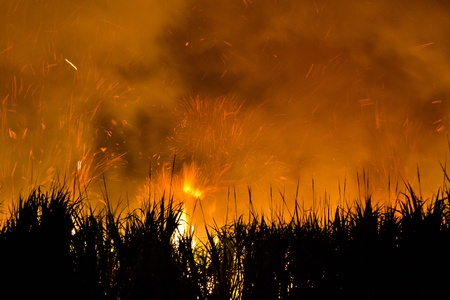 sugarcane burningの写真素材