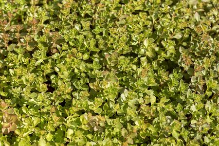 Texture of fine groundcover grassの写真素材