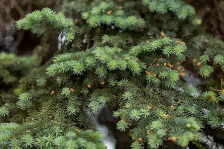 Coniferous branch with young shoots of needles and small cones. Close-up of a blue spruce.の写真素材