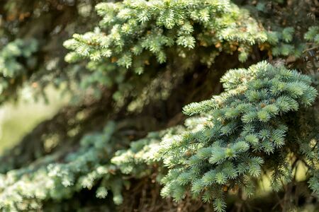 Coniferous branch with young shoots of needles and small cones. Close-up of a blue spruce.の写真素材