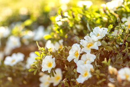 Blur effect. Flowers of dog rose rosehip growing in nature. Bush of blooming wild rose at sunset.
rosehip, Rosehip, rosehip, canker rose, Eglantine, white flowers.の写真素材