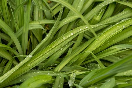 Dew drops on green leaves of grass. Meadow grass in raindrops, natural science. ecology, Earth Day, clean water conservation conceptの写真素材