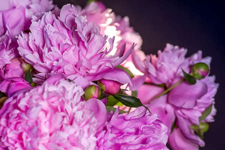 A bouquet of pink peonies. Dark background. Place the text next to a bouquet of pink peonies.の写真素材