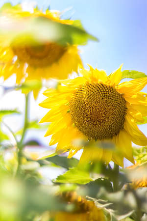 Sunflowers against a clear blue sky. Landscape of a sunflower field. View of the sunflower field. Sunflower flowers close-up. Selective focus.の写真素材