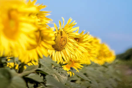 Sunflowers against a clear blue sky. Landscape of a sunflower field. View of the sunflower field. Sunflower flowers close-up. Selective focus.の写真素材