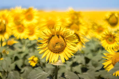 Sunflowers against a clear blue sky. Landscape of a sunflower field. View of the sunflower field. Sunflower flowers close-up. Selective focus.の写真素材