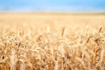 Rye, wheat.Wheat and rye fields. Golden nature. Rural landscapes under the shining sunlight. Ripening of rye and wheat ears. Rich harvest Concept. Selective focus. Blur effectの写真素材