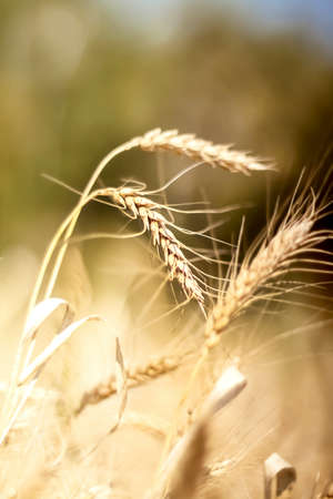 Rye, wheat.Wheat and rye fields. Golden nature. Rural landscapes under the shining sunlight. Ripening of rye and wheat ears. Rich harvest Concept. Selective focus. Blur effectの写真素材