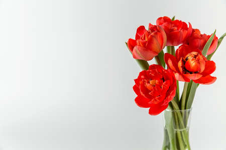 A small bouquet of red terry tulips in a glass vase on a white background. A ready-made place for your invitation text, congratulations.の写真素材