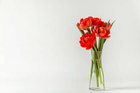 A small bouquet of red terry tulips in a glass vase on a white background. A ready-made place for your invitation text, congratulations.の写真素材