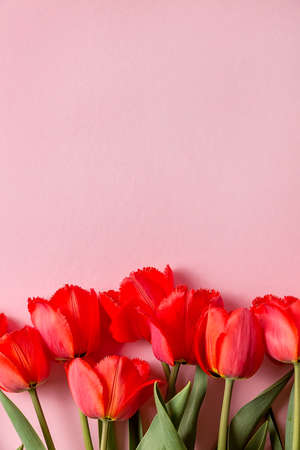 A bouquet of red terry tulips on a pink background. A ready-made place for your invitation text, congratulations.の写真素材
