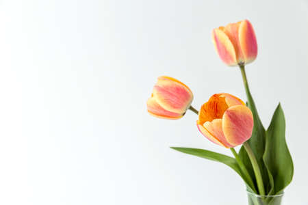 Three pink and yellow tulips in a glass vase on a white background. Close-up. An elegant composition for your invitation text, congratulations.の写真素材