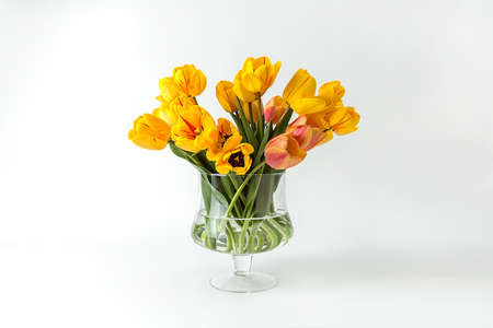 A large bouquet of large yellow tulips in a glass vase on a white background. An elegant composition for your invitation text, congratulations.の写真素材