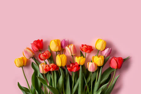 A bouquet of tulips of different colors on a pink background. A ready-made place for your invitation text, congratulations.の写真素材