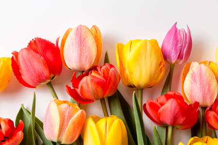 A bouquet of tulips of different colors on a white background. A ready place for your invitation text, congratulations.の写真素材